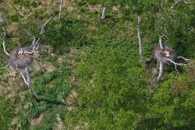 Редкое соседство аистов в Приамурье