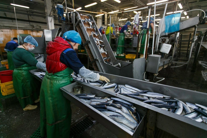 Хотели получить по 200 тысяч на брата: как студенты из Уфы поехали на Камчатку за деньгами, а попали в «рыбный ад» | Источник: Alexander Khitrov/Shutterstock/Fotodom.ru