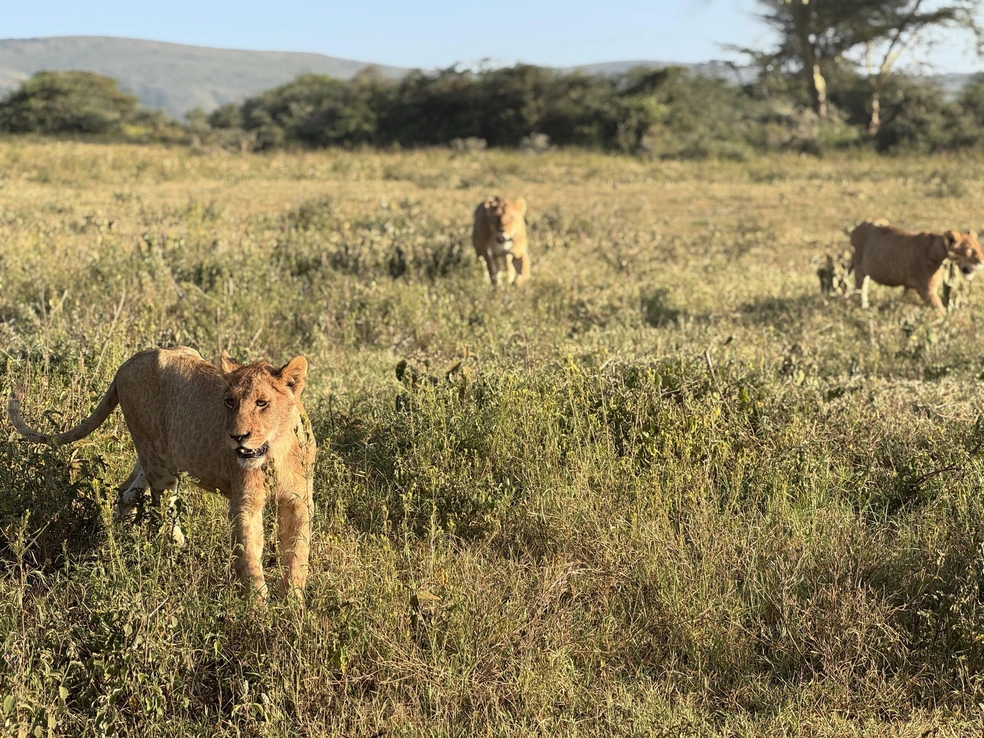 Львиная семья спокойно прошла мимо | Источник: Эрдня / Личный архив