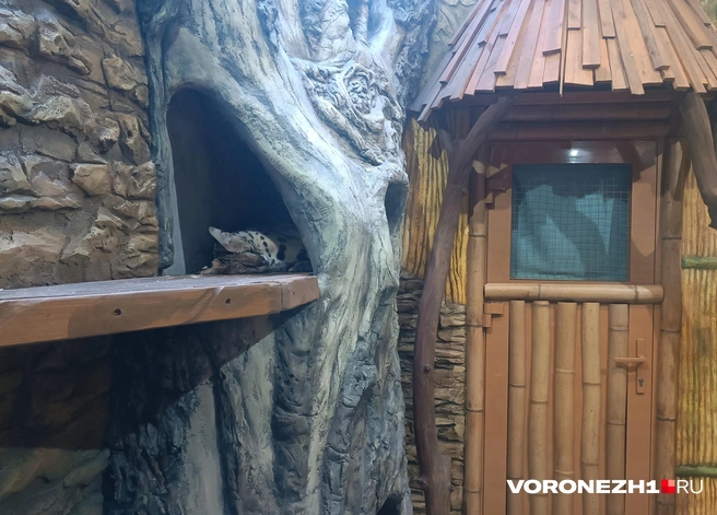 Сервалов можно даже держать дома. Но осторожно | Источник: Алена Воропаева / Voronezh1.ru