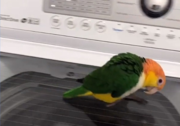 Видео с попугаем, которому вскружила голову стиральная машинка, стало вирусным