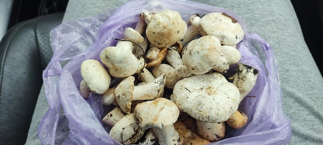 Конец мая радует алтайских любителей «тихой охоты» ранними грибами | Источник: Наталья Васильева; Грибы и грибники Алтайского края