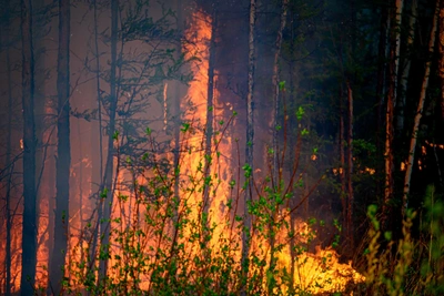 В Забайкалье ввели запрет на посещение лесов и костры