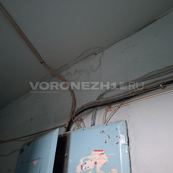 Источник: Алёна Воропаева / Voronezh1.ru