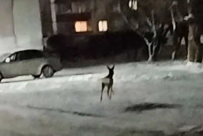 Жители Новосибирска сняли на видео косулю во дворе