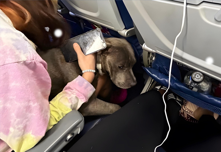 В самолете случился конфликт из-за «собаки эмоциональной поддержки». А вы бы отдали свое место животному?