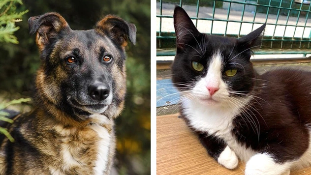 Котопёс недели: кошка Рашель и пёс Чернос