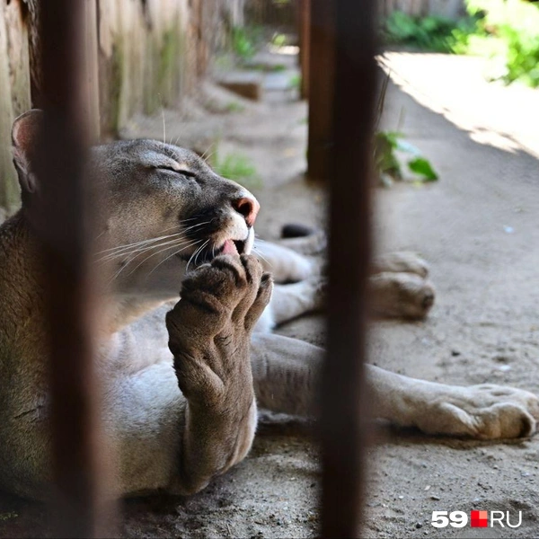 Источник: Василина Любимова / 59.RU 