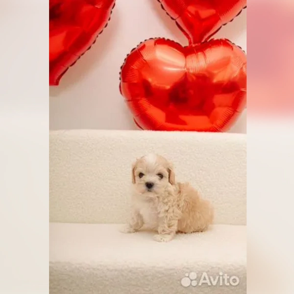 Источник: «Авито»