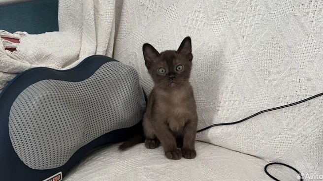 Этой кошечке сейчас 3 месяца