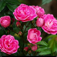 Аватарка lenusya41tim