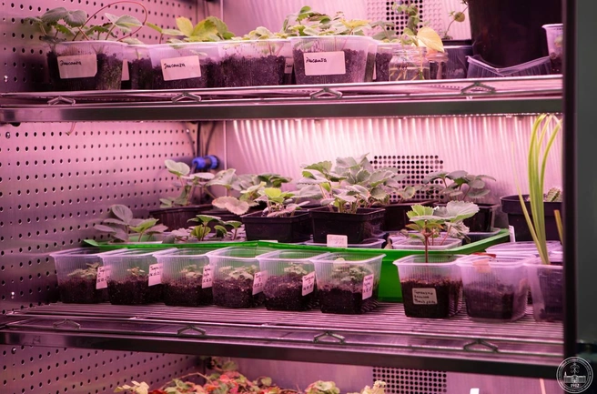 Источник: Воронежский ГАУ