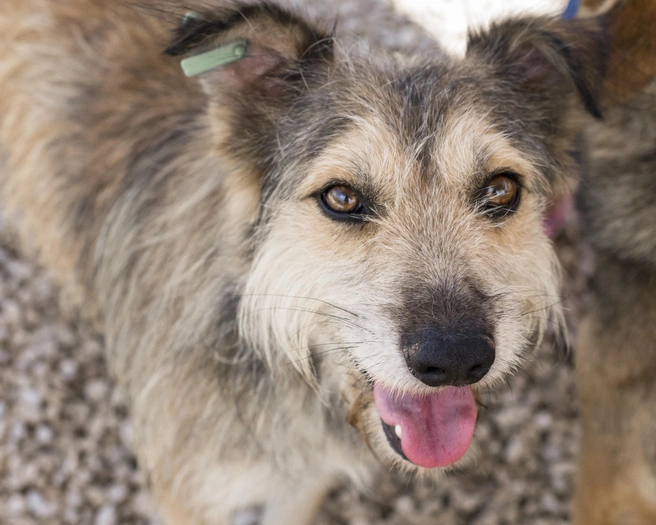 В регионе создают комплексную, гуманную и безопасную систему обращения с животными | Источник: ru.freepik.com