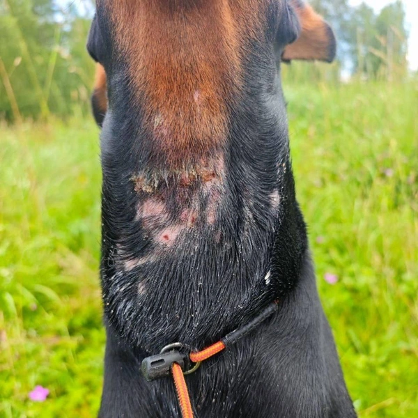 Источник: «Москвач Новости Москвы» / Telegram