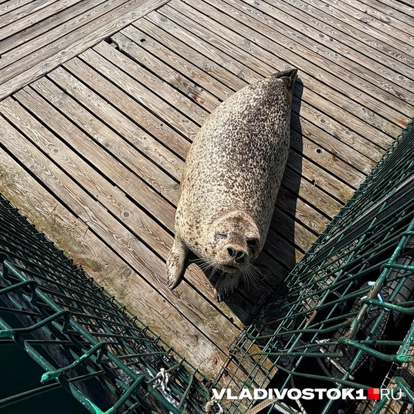 Источник: Елена Буйвол / VLADIVOSTOK1.RU