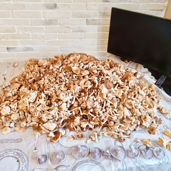 Урожай опят близ Троицка | Источник: Алексей Некрасов / Грибы в Подмосковье 2025 / VK.com