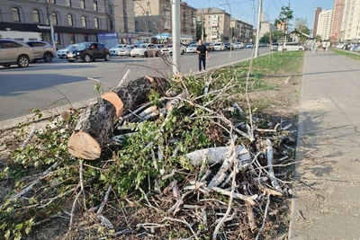 На улице Дуси Ковальчук вырубили 134 дерева