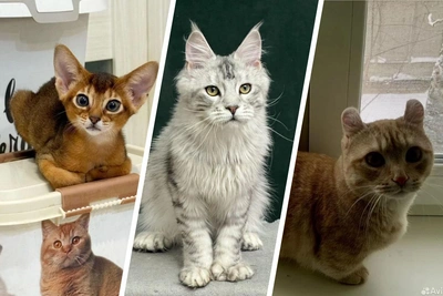 В Ярославле продают котят за десятки тысяч рублей