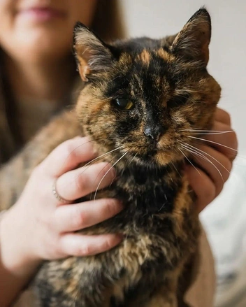 Источник: Dexerto