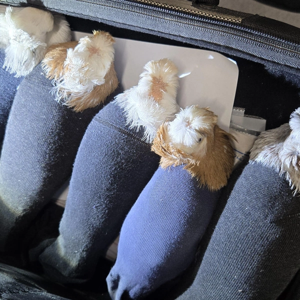 В носках и чемодане: кое-кого необычного обнаружили российские таможенники на границе с Латвией | Источник:  Северо-Западное таможенное управление