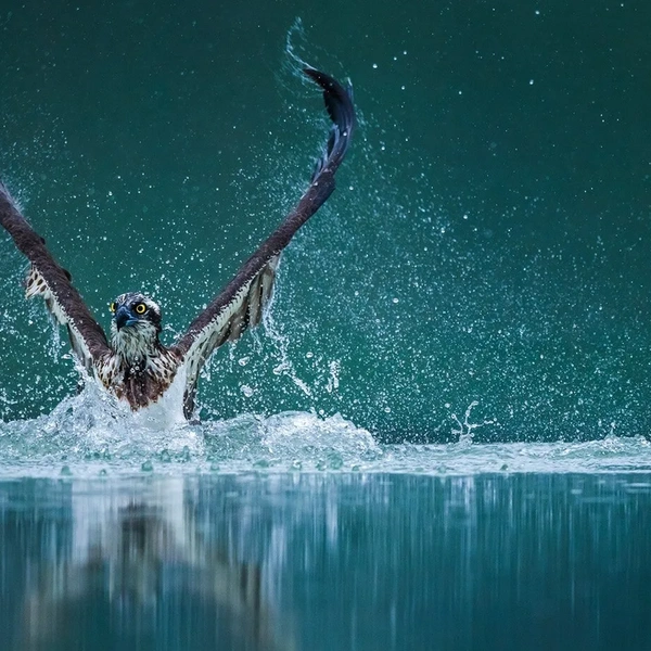 «Водичка бодрит!» | Источник: Wenming Tang / Travel Photographer of the Year 2020