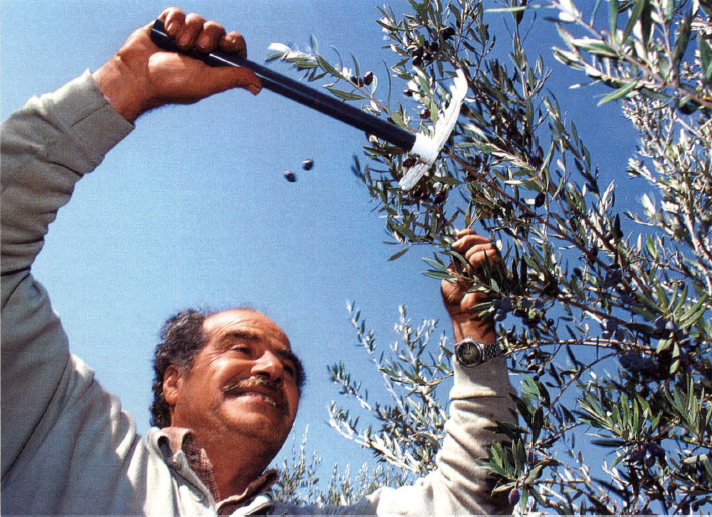 Сладкое масло из горьких оливок: как человечество научилось создавать один из самых полезных продуктов