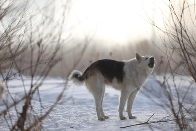 Echinococcosis brain tumor risks and prevention advice