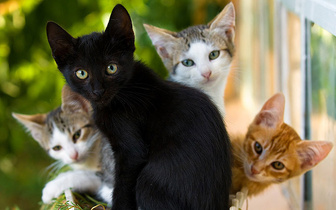 Почему не бывает чисто черных кошек?