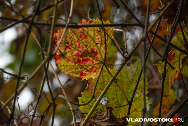 Источник: Елена Буйвол / VLADIVOSTOK1.RU