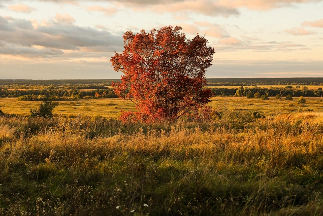 По находкам установлено, что деревня относилась к XVII–XIX векам и просуществовала 10–15 лет | 142.ru