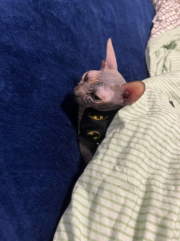 Да, ведь она сфинкс | Источник: читательница NGS24.RU Tatyana