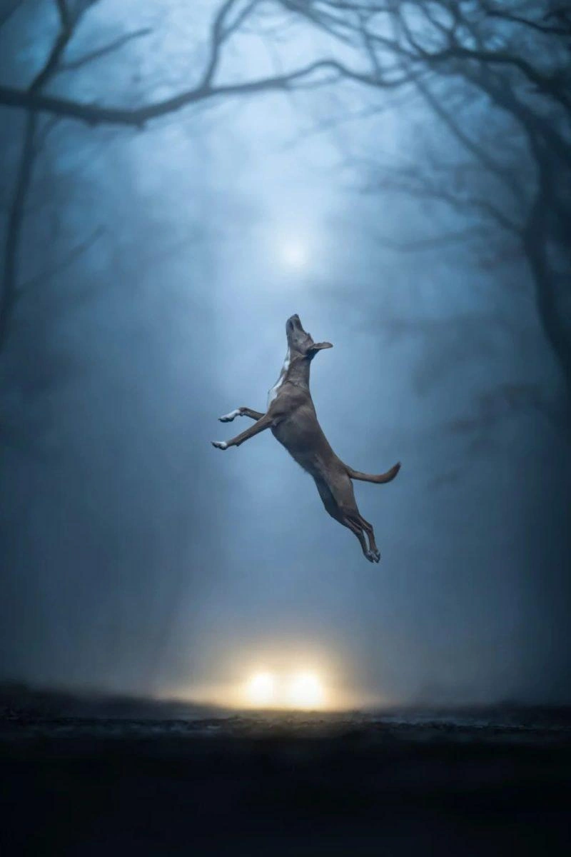 Финалист в номинации «В движении» | Источник: Linda Glomb / Pet Photography Awards 2026