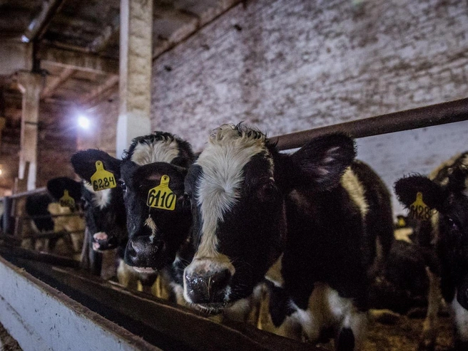 Заразиться бешенством могут все теплокровные животные. | Источник: Александр Ощепков / NGS.RU