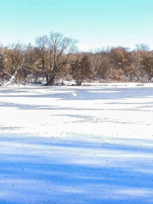 Лебедь не мог улететь | Источник: Олений Остров зоопарк Саратов&nbsp;— Татищево / Telegram