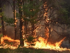 Пожар в Кузбассе: огонь с полей приближается к жилым домам — страшные кадры
