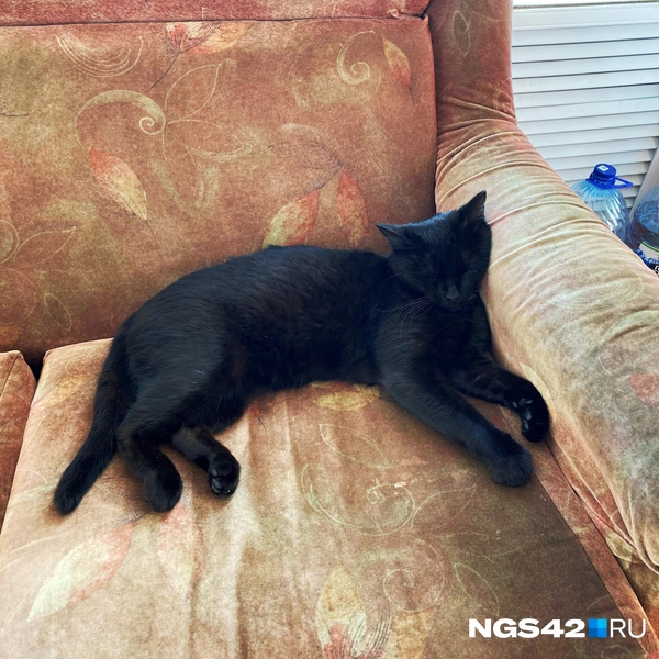 «Заместитель руководителя» Дома культуры Семен Семеныч | Источник: Елизавета Богатырева / NGS42.RU