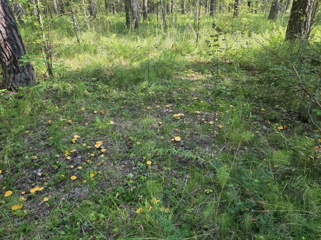В свердловских лесах уже можно найти лисички, но нужно постараться | Источник: «Грибы и грибники Екатеринбурга и Свердловской области» / Vk.com