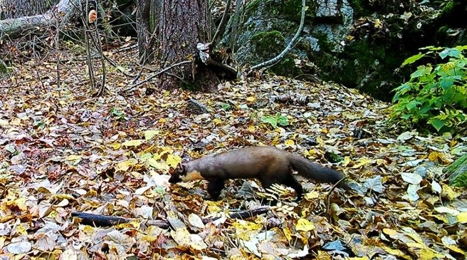 Ягоды и мёд? На склад! Куницу в Ленобласти поймали за важным делом | Источник: Даниила Карпиченко / «Каждой твари по паре»