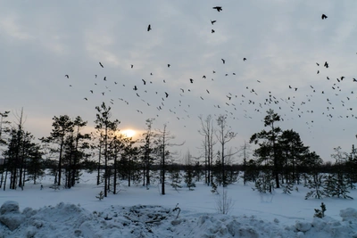 Ночные морозы и дневное потепление в Архангельской области