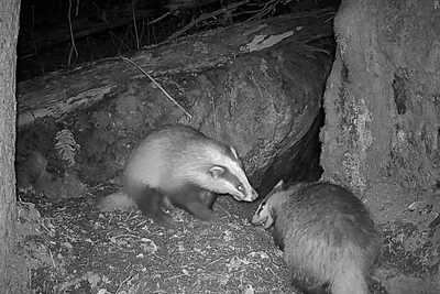 Барсук проснулся на 1,5 месяца позже жены