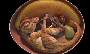 Ученые реконструировали яйцо динозавра с эмбрионом внутри