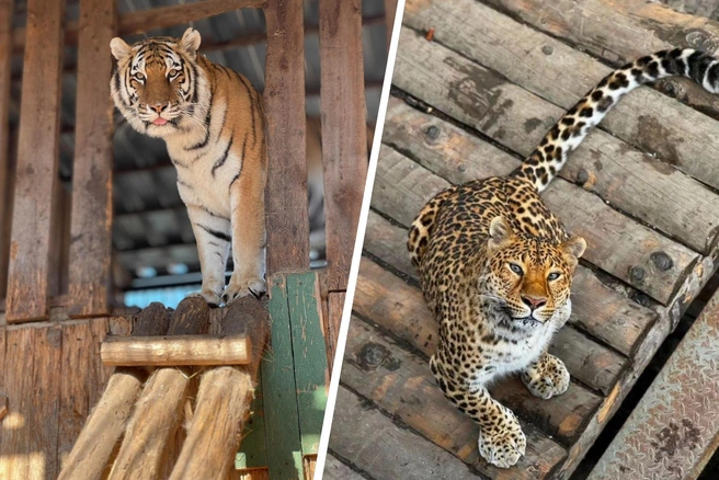 Источник: zoopark-vl.ru