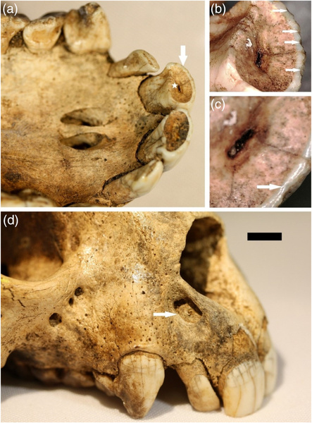 Предок с Мадагаскара: зубы древних лемуров помогли по-новому взглянуть на неандертальцев
