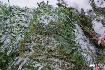 Источник: Тимофей Калмаков / 59.RU