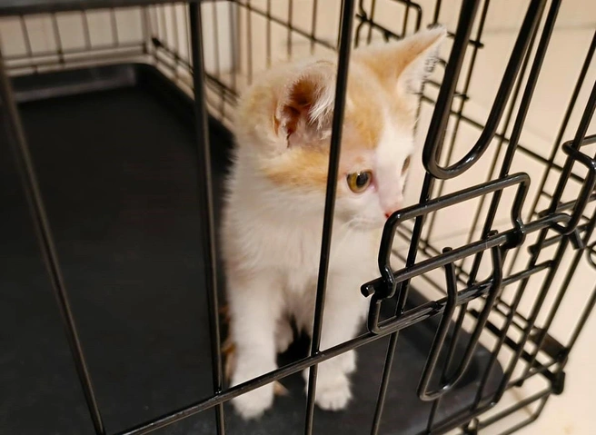 Котёнка привезли из Искитима | Источник: vk.com/sant_bastet