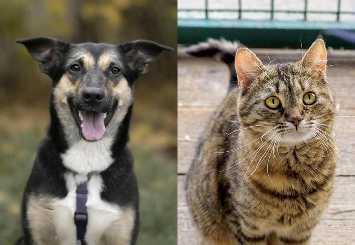 Котопёс недели: возьмите из приюта кошку-рысь Тэфи или щенка-озорника Лиру | maximonline.ru