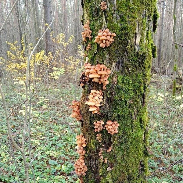 Источник: Наталья Сергеевна / Грибы в Подмосковье 2025 / VK.com