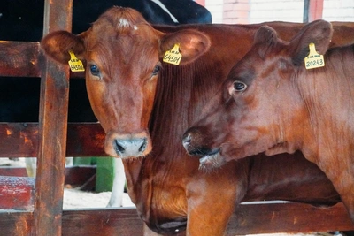 Эксперт об опасности парагриппа для животных и людей