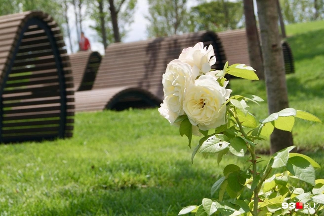 Так роза выглядела летом | Источник: Екатерина Подымова / 93.RU