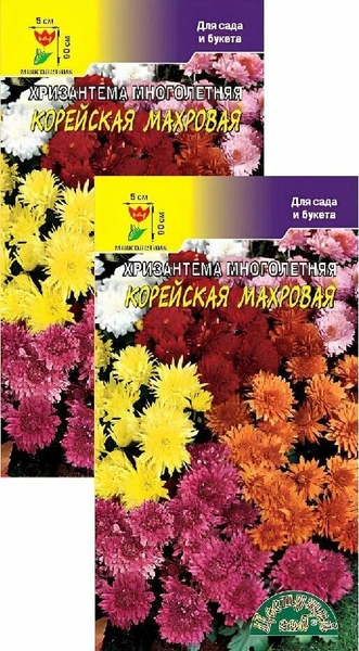 Хризантема корейская махровая